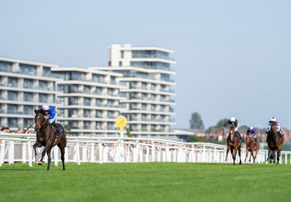 Stem (Calyx)  Impresses At Newbury On Debut