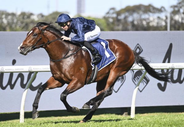 Storm Boy (Justify) San Domenico 750