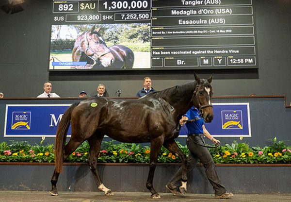 Tangier selling for $1.3million at the Magic Millions National Broodmare Sale