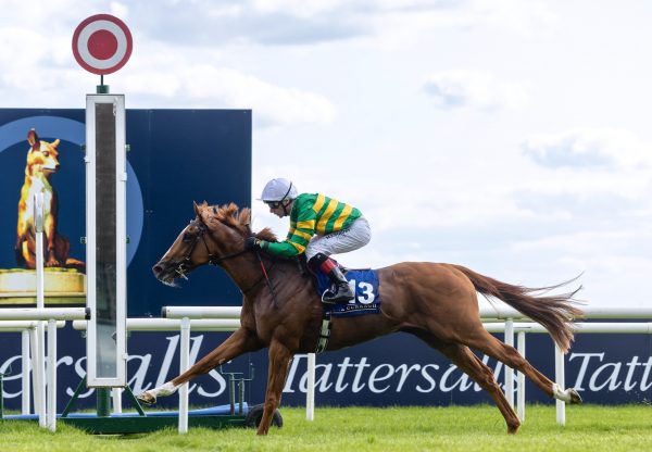 Trustyourinstinct (Churchill) Impresses On Debut at the Curragh