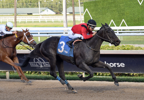 American Pharoah Colt on American Pharoah Colt on