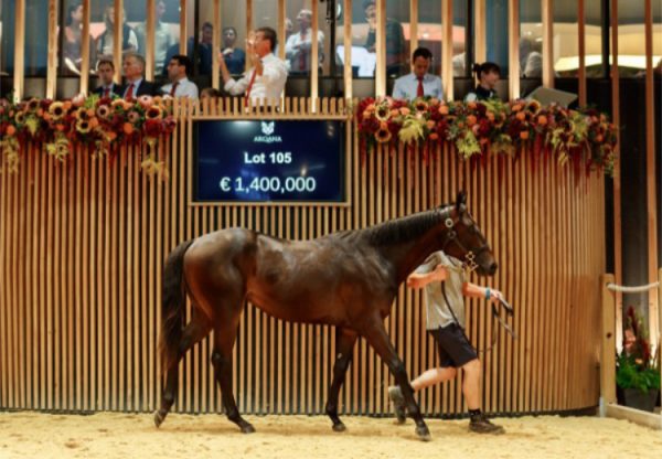 Wootton Bassett X Dardiza Arqana