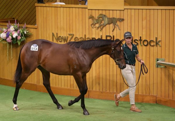 Wootton Bassett ex Via Napoli yearling filly selling for NZ$800,000