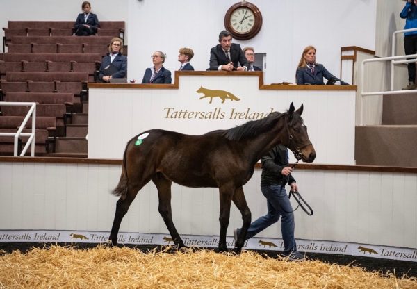 Walk In The Park Colt X Posh Trish selling at Tattersalls Ireland foal sales for €85,000