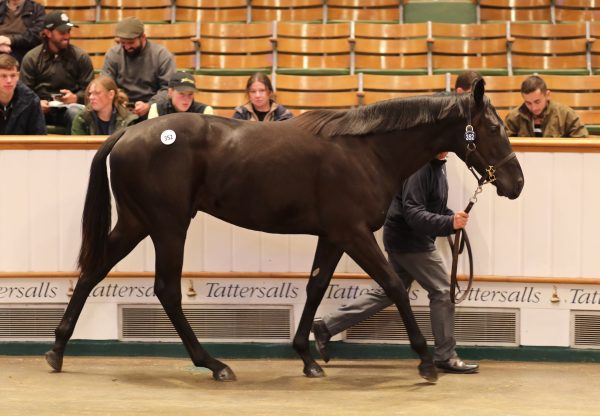 Wootton Bassett Colt Ex Entreat Sells For 1,250,000Gns At Tattersalls Book 1