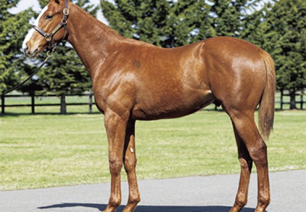Justify X Zipessa yearling colt conformation shot