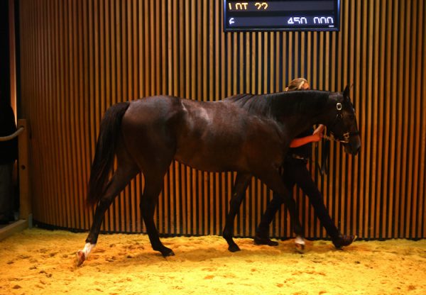 Camelot ex Rock My Soul yearling colt selling at Arqana for €560,000