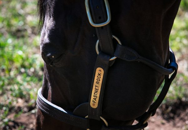 Fastnet Rock head shot