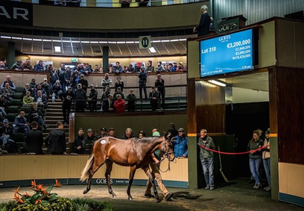 Galileo ex Green Room selling for €3.2 million at the Goffs Orby Sale