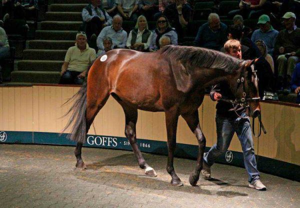 Getaway ex Listening gelding selling for €150,000