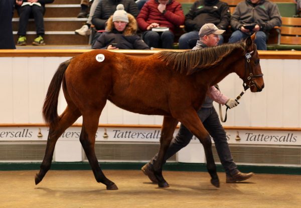 Lot 595 Tattersalls December Foal Sale Magna Grecia ex. Shes So Flawless