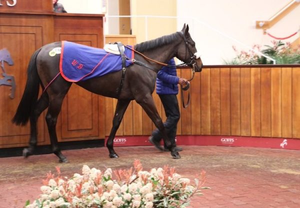 No Nay Never ex Aitch filly selling for £85,000 at Doncaster