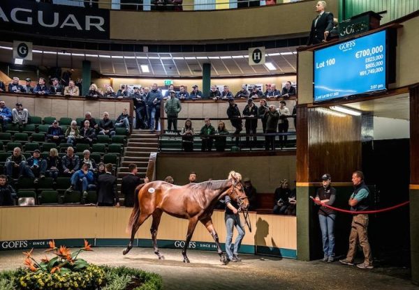 No Nay Never ex Starlet selling for €700,000 at Goffs Orby Sale