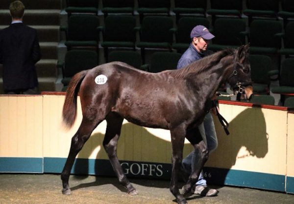 No Nay Never ex Dorcia colt selling for €85,000 at Goffs