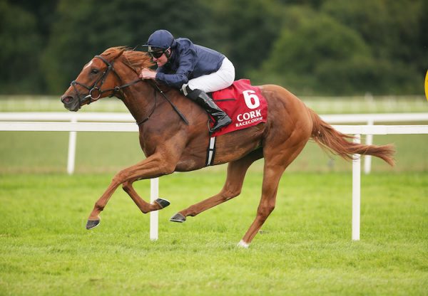 Sizzling (Galileo) winning the G3 Give Thanks Stakes at Cork