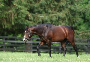 Classic Empire Paddock 10