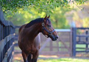 Merchant Navy paddock shot