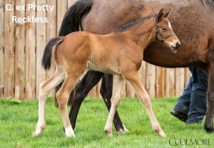 Mogul Colt Foal Ex Pretty Reckless