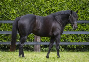 bassett wootton stud coolmore